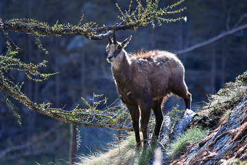 Il giovane camoscio si strofina le corna contro i rami del larice.