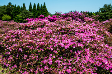 万年山のミヤマキリシマ