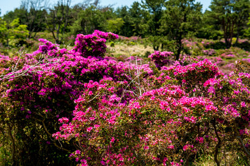 万年山のミヤマキリシマ