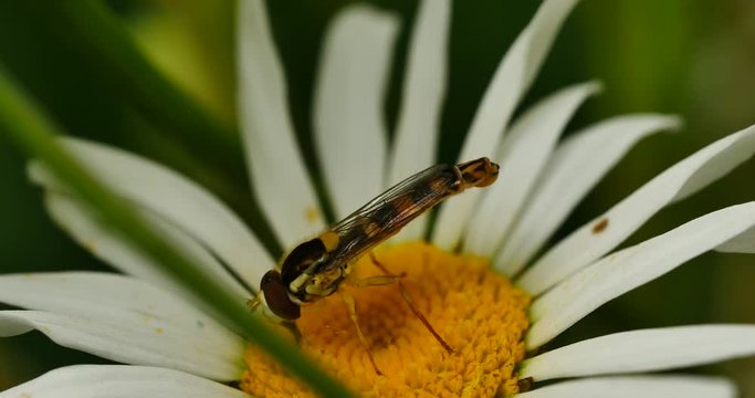 Syrphe sur p&acirc;querette.