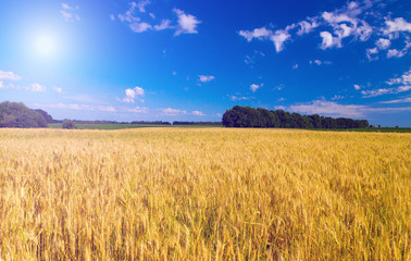 Agriculture sunny wheat field summer landscape morning sunrise