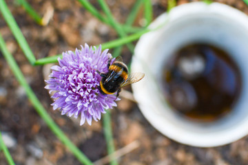 Bee collecting pollen from plants and flowers. Bumble bee or honey bee in a natural garden habitat