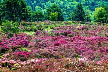 万年山のミヤマキリシマ