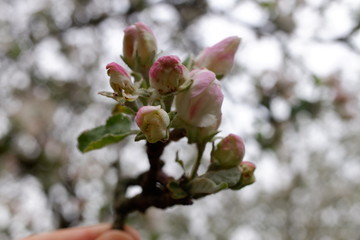 blooming apple tree in spring