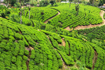 Fototapeta na wymiar landscape tea Nature background