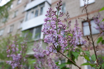 Obraz premium pink flowers in the garden