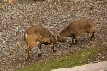 Naklejka na ściany i meble Steinbock. Alpine Ibex (Capra ibex).