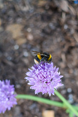 Bee collecting pollen from plants and flowers. Bumble bee or honey bee in a natural garden habitat