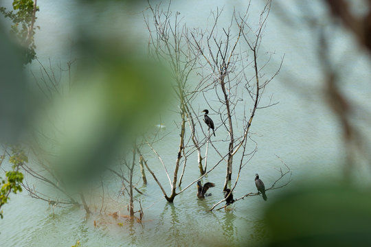 Espiando a las aves. Aves marinas sobre ramas dentro del agua verde.	