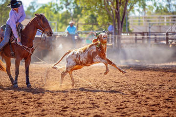 Calf Roping Competition At An Australian Rodeo
