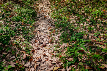 green and vibrant asian tropical path