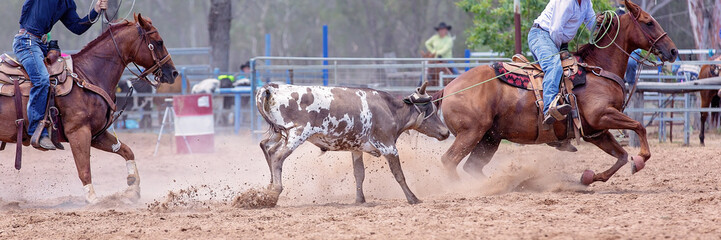 Calf Roping Competition At An Australian Rodeo