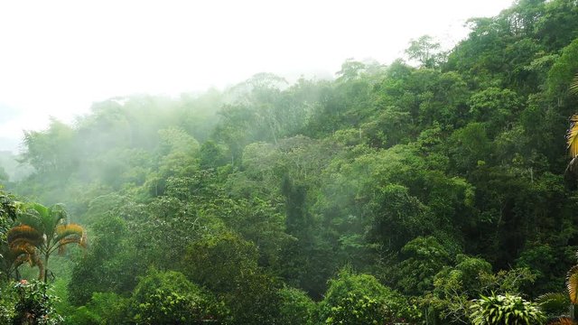 High Humidity In Jungle Rainforest in rainy day. Timelapse Of Moving Clouds And Fog over trees at wild jungle. Epic Nature background. Green mountain Against Foggy Weather During Day. Ecology concept.