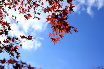 Maples turn red in fall.