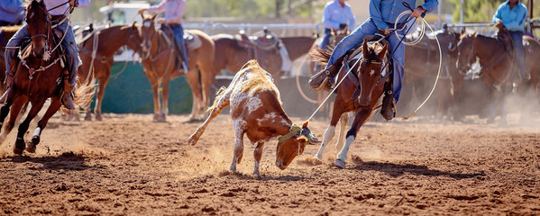 Calf Roping Competition At An Australian Rodeo
