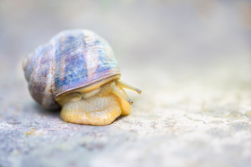 beautiful snail in the garden crawling along the asphalt road