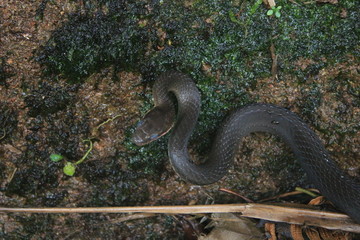 A snake of the racer family, chironius with blue eyes because it needs to shed skin ready to attack
