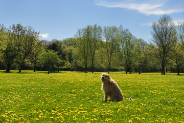 Naklejka premium Backlit scruffy golden dog in unmowed field of fresh green grass and yellow dandelion flowers in Spring Park Toronto