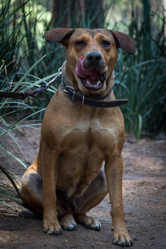 perro crestado rodesiano sentado saboreando
