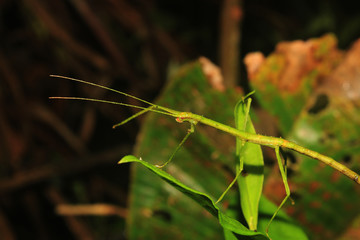 Macro photo of a green stick insects standing on a leaf