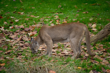 animales