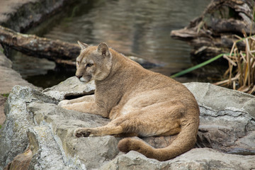 animales