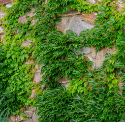 stone wall all overgrown with ivy