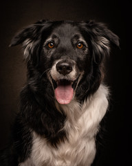 Portrait of black and white border collie smiling directly at camera with tongue out