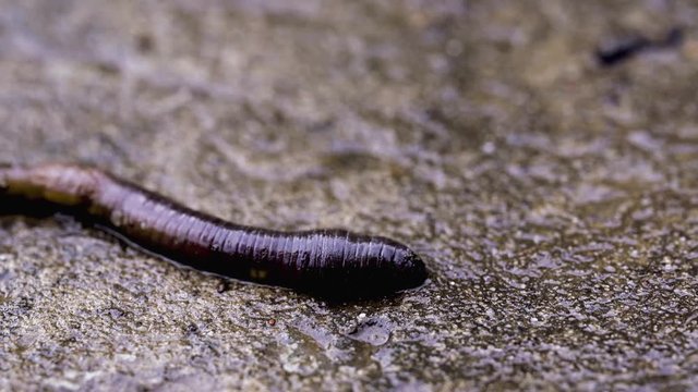 Macro shot of earthworm on asphalt from earthworm farm with copy space.