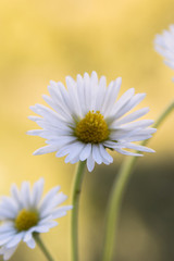 Bellis perennis - closeup of yellow and white flowers on a colorful and vibrant background
