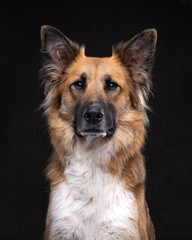 portrait of a brown Shepherd rescue dog