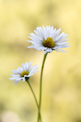 Bellis perennis - closeup of yellow and white flowers on a colorful and vibrant background