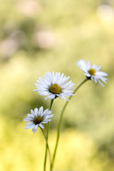 Bellis perennis - closeup of yellow and white flowers on a colorful and vibrant background