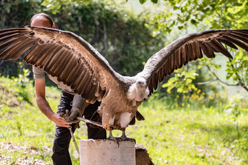 bird of prey