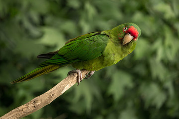 animales