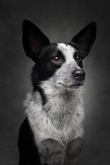 portrait of black and white stumpy tail cattle dog