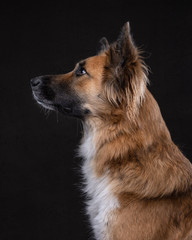 profile portrait of brown and white shepherd cross rescue dog