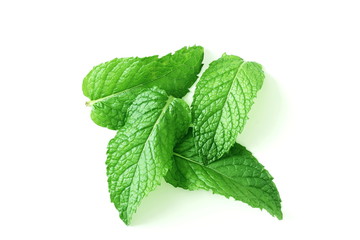 fresh  mint leaves mentha leaves herb isolated  in white background