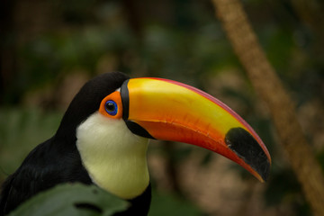 Fototapeta premium animales