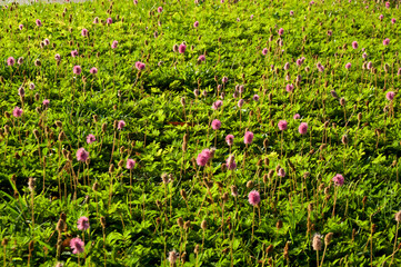 Field of Mimosa strigillosa, ground cover, also known as "nsunshine mimosa and powderpuff. Showing purplish-pink flowers in bloom on a sunny morning.