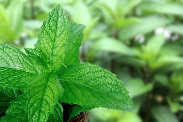Fototapeta na wymiar fresh mint leaves mentha leaves herb isolated plant growing in garden