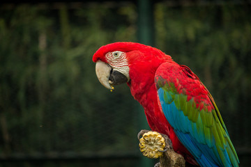 animales