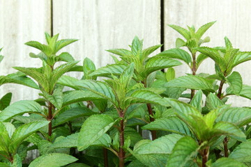 fresh  mint leaves mentha leaves herb isolated plant growing in garden