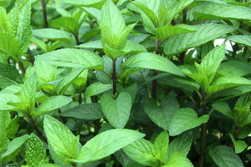 fresh  mint leaves mentha leaves herb isolated plant growing in garden
