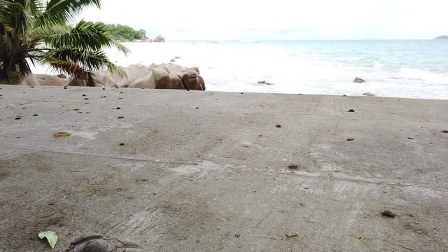 Aldabra Giant Tortoise, Aldabrachelys gigantea. Popular tourist attraction in Seychelles, Indian Ocean. Natural sea background in Anse Severe beach road of La Digue island.