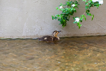一羽で寂しく泳いでいる