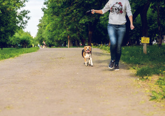 Girl running with her cute female beagle dog in the park at summer time. Lifestyle photo.