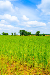 Fototapeta premium Green fields in spring landscape of Burgerland near Strem village, Austria