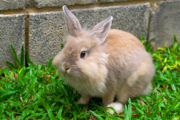 Conejo