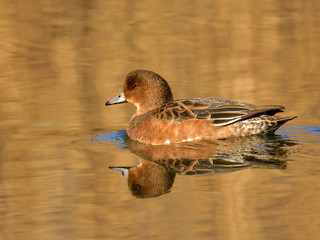 The adult female Eurasian wigeon floating on water in brown and orange reflection
